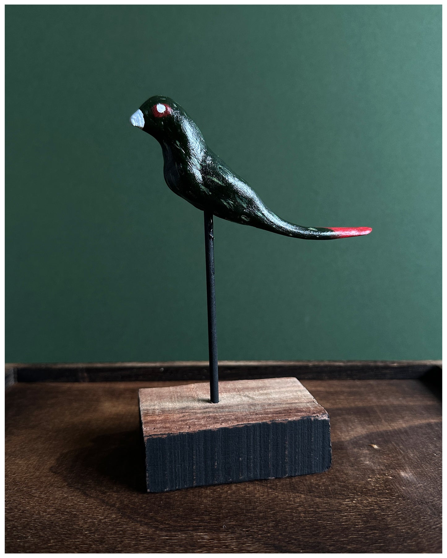 Long tailed oil slick Parakeet