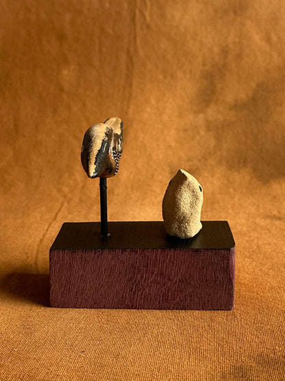 Ash pile stalker (adult and nestling)