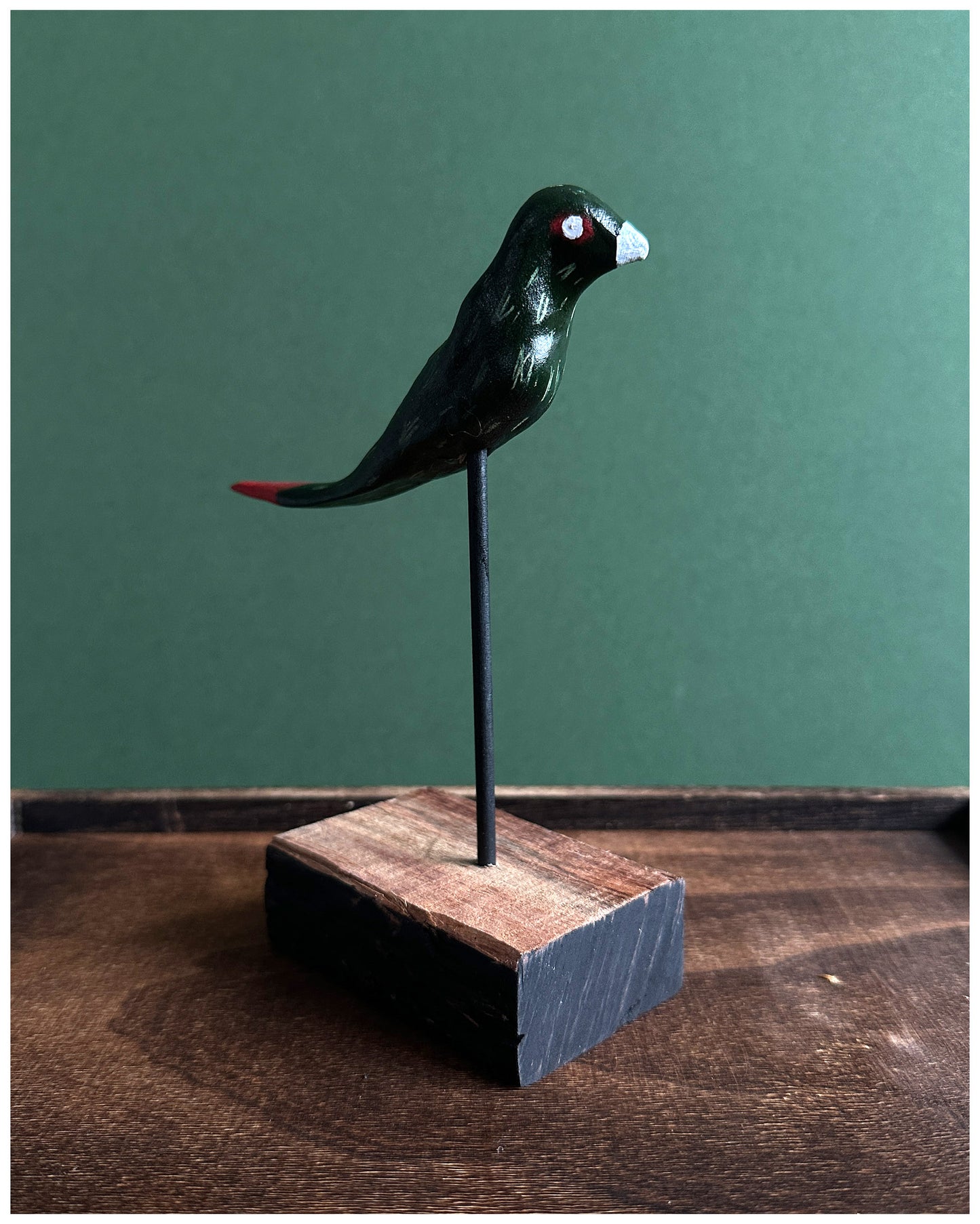 Long tailed oil slick Parakeet