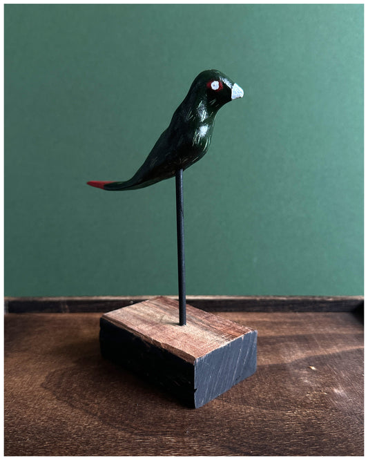 Long tailed oil slick Parakeet