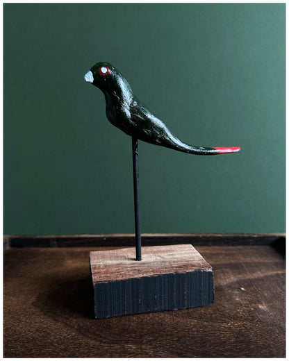 Long tailed oil slick Parakeet